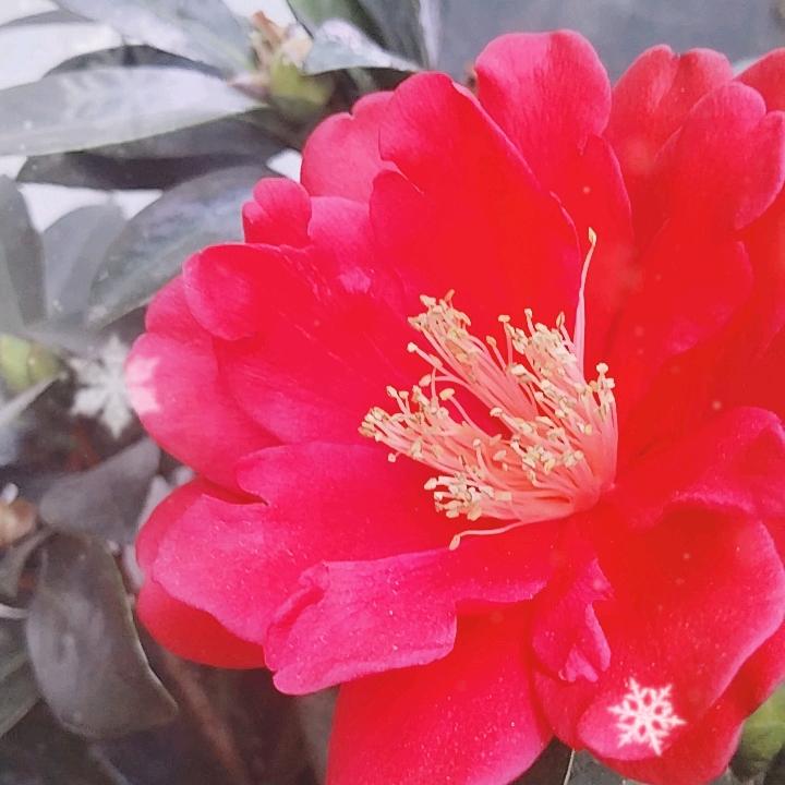 花开时季