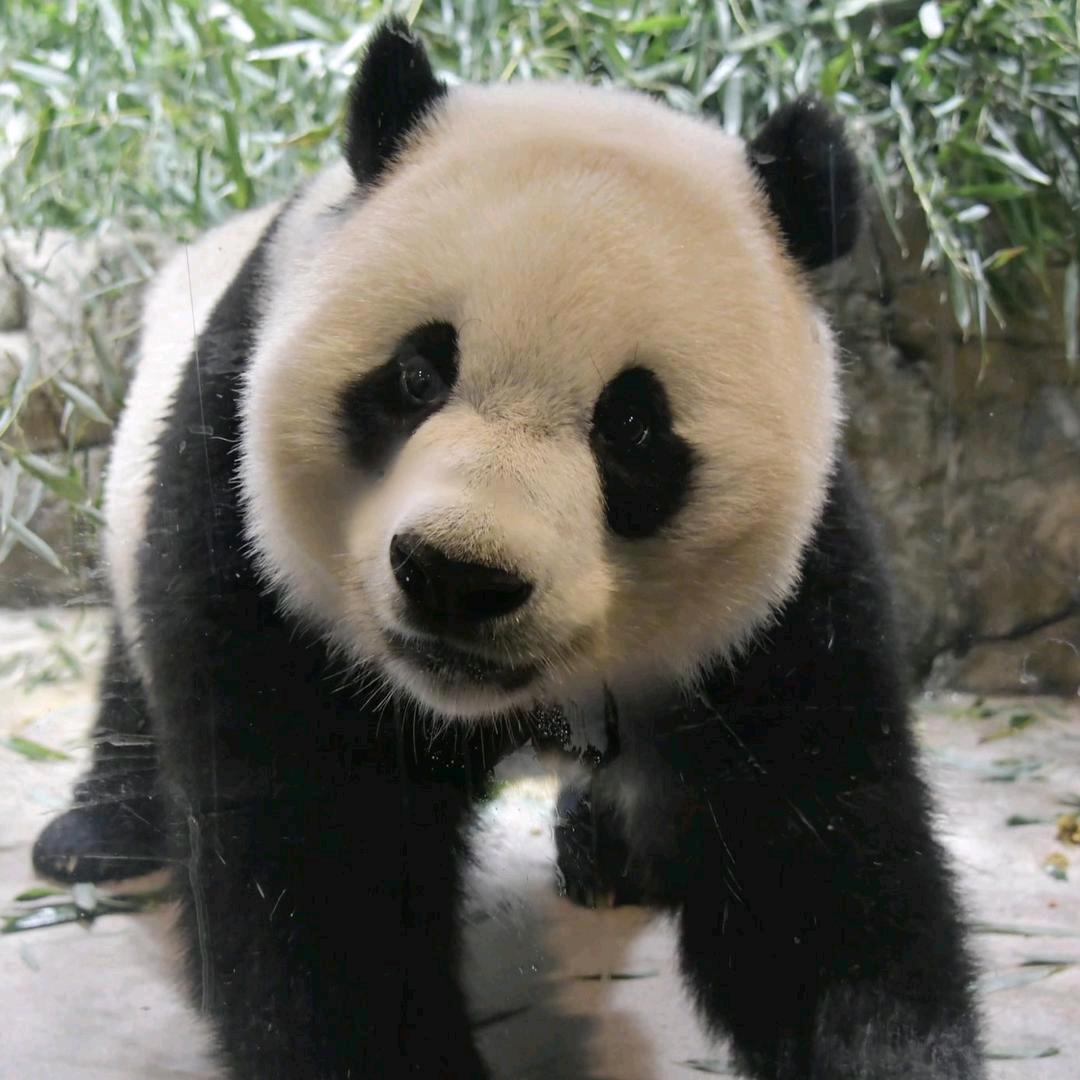 暂时做个搬运