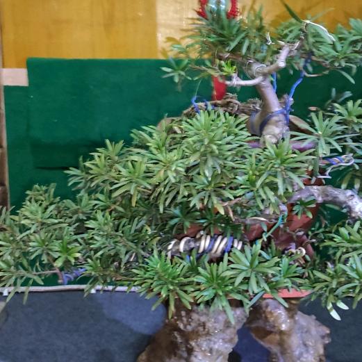 一桩一景一缘份