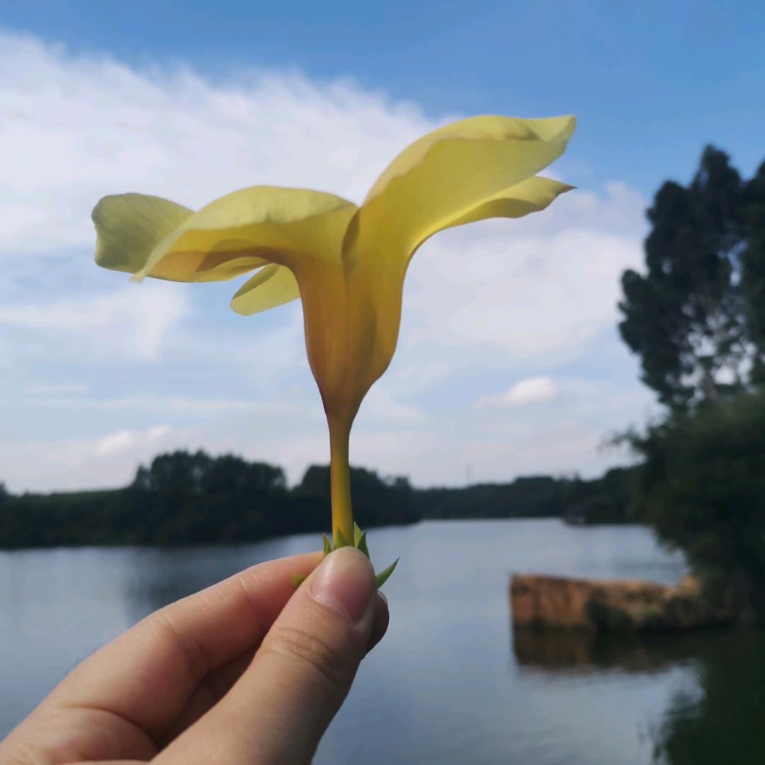 莲花（好物分享）