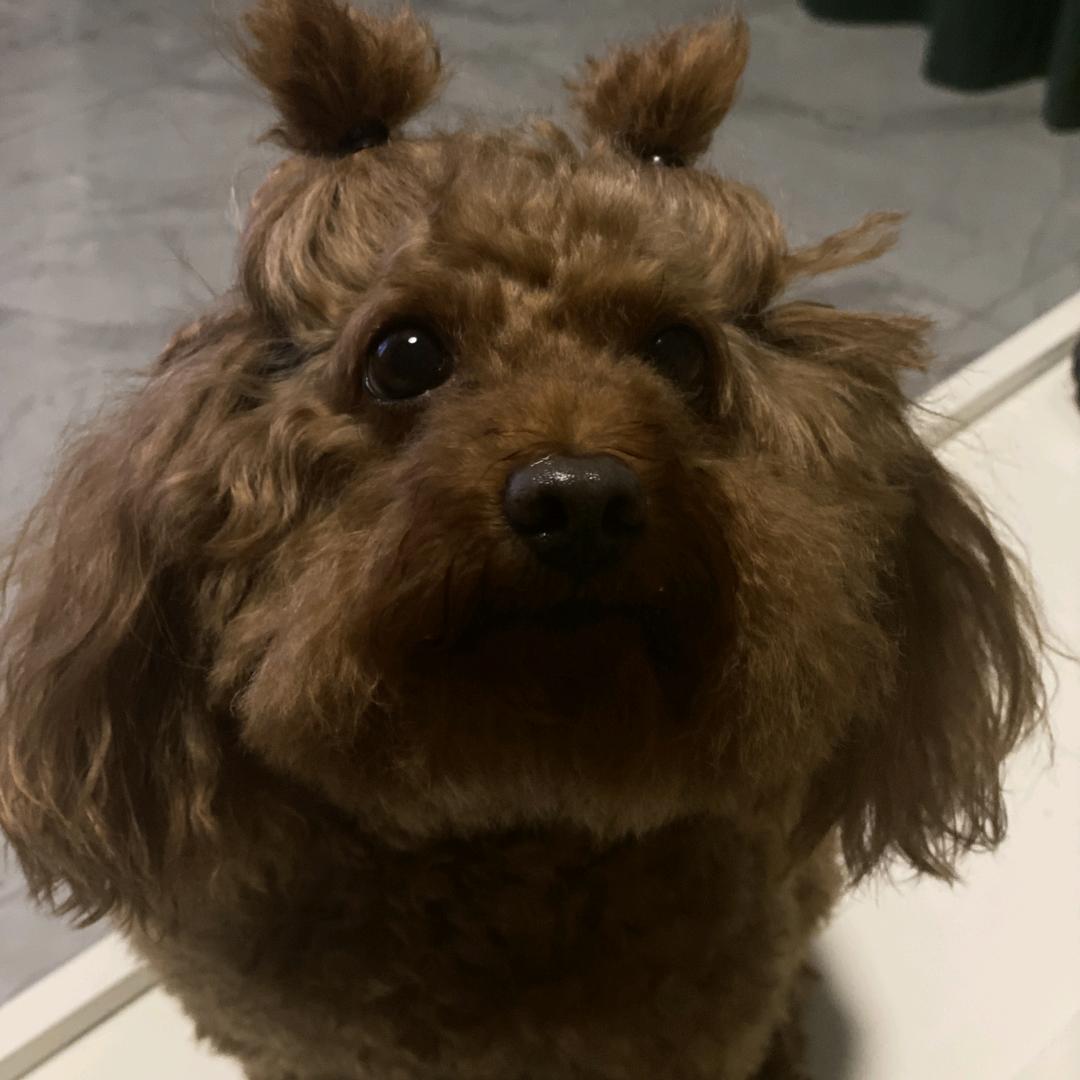 小sai