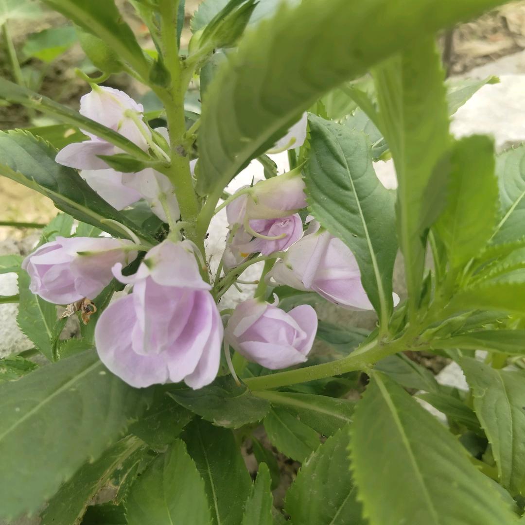 逸云澜