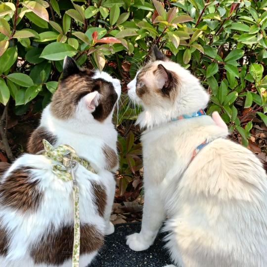 Pet U Love宠物饰品