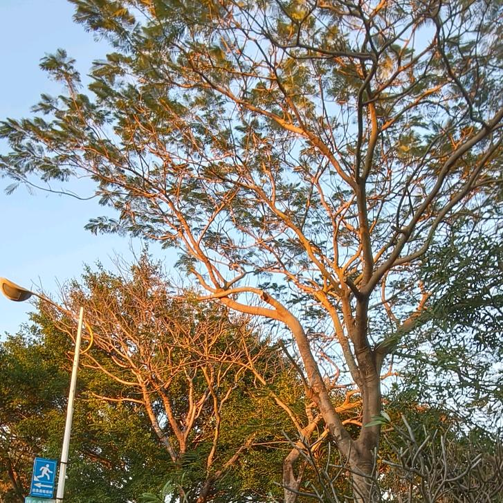 甜柚