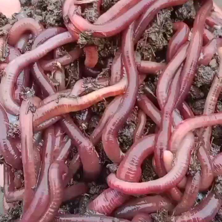 哲宇生物科技蚯蚓有机肥