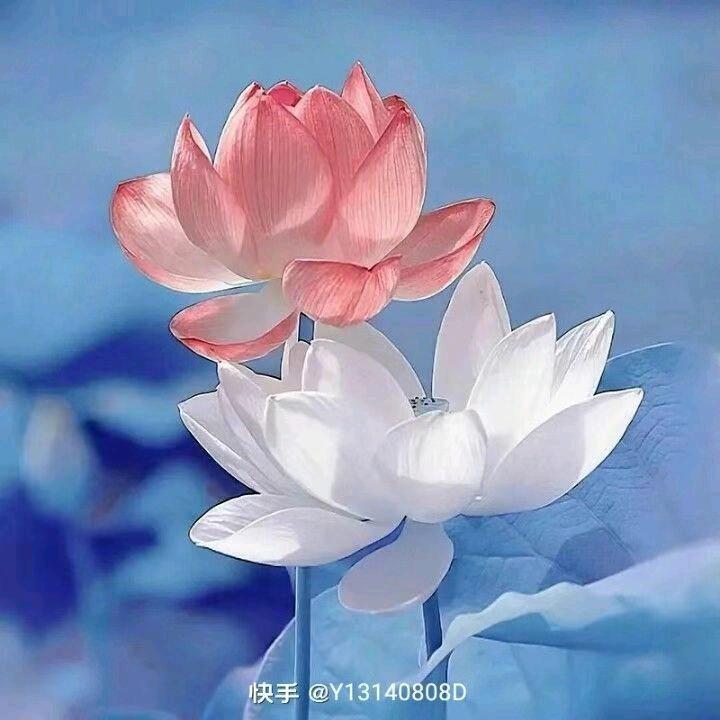 高大姐