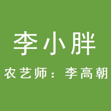 葱满满—李小胖（李高朝）