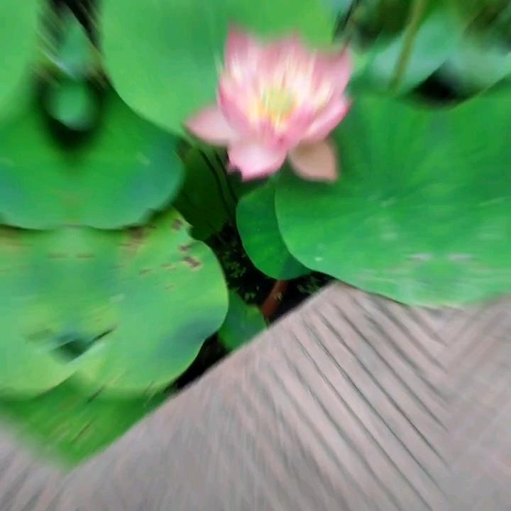 杨眉吐气