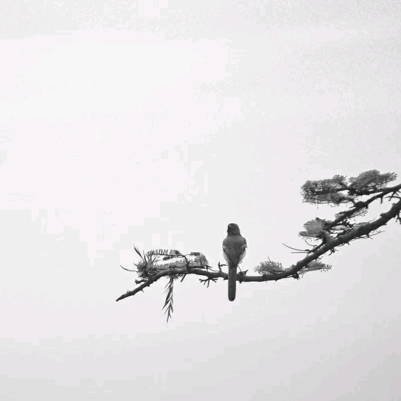 法律小青铜