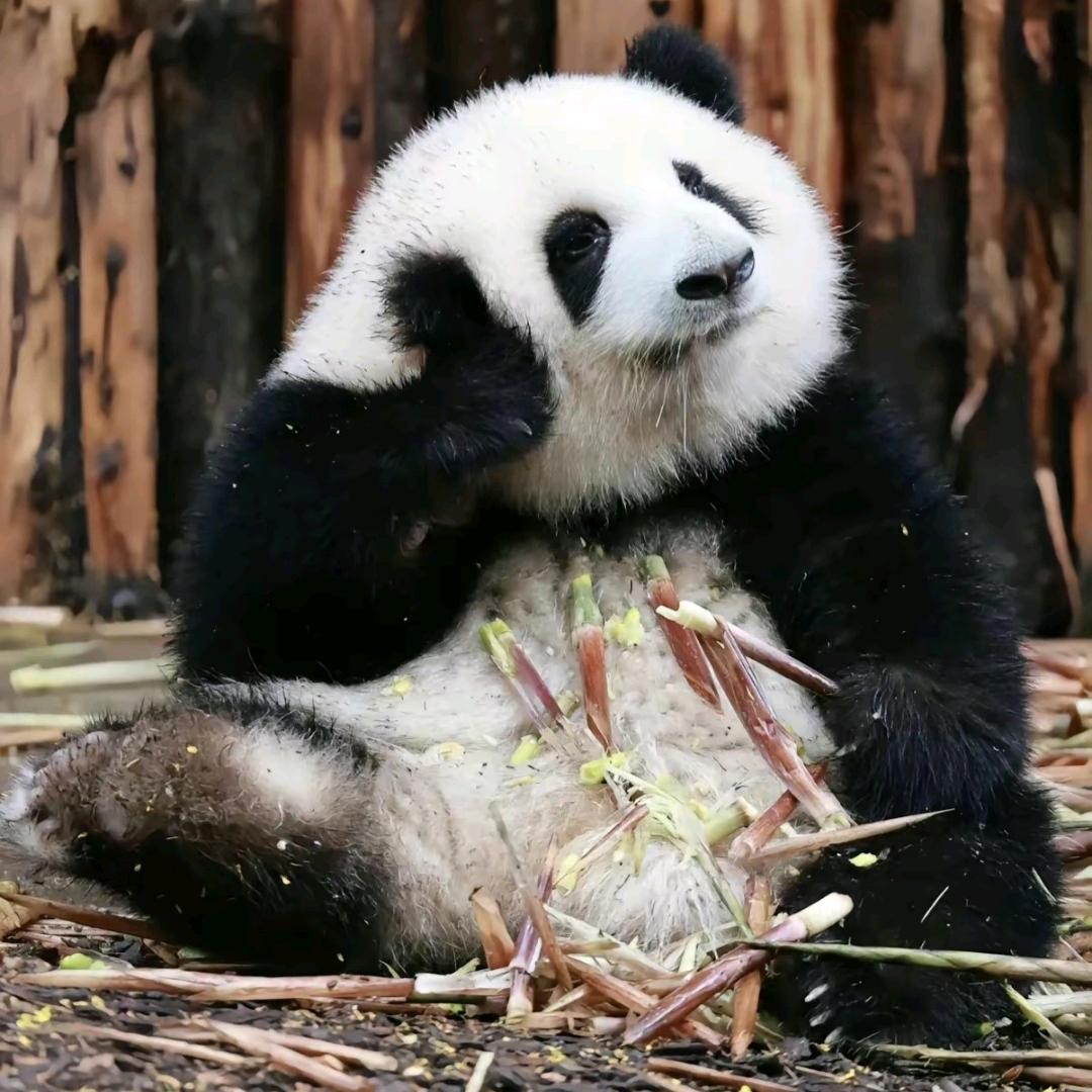瑞宝爱熊猫
