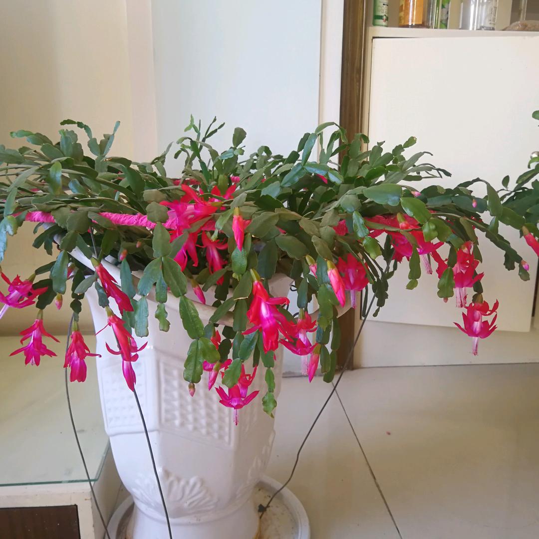 苦荞枕头