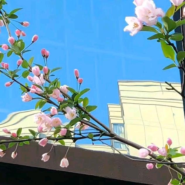 阿鲁特