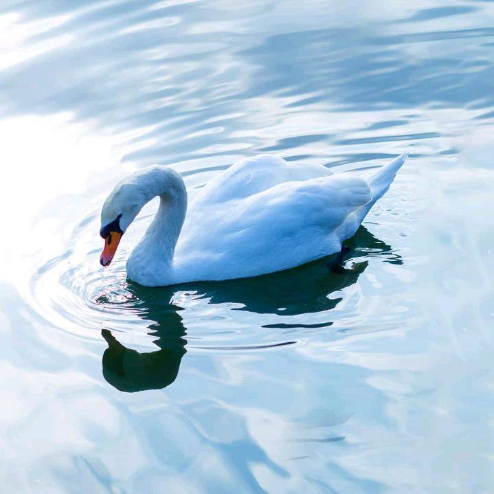 小辣椒🌶️🌶️🌶️