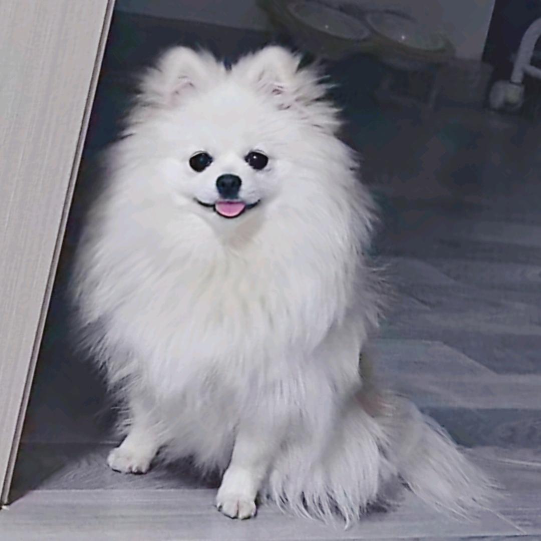 咪咪是小狗