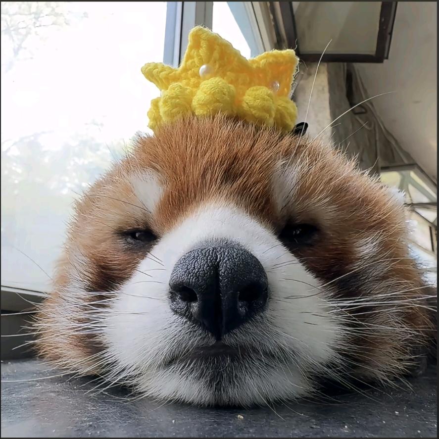 小Y.