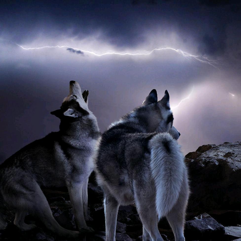 两只呆狼🐺