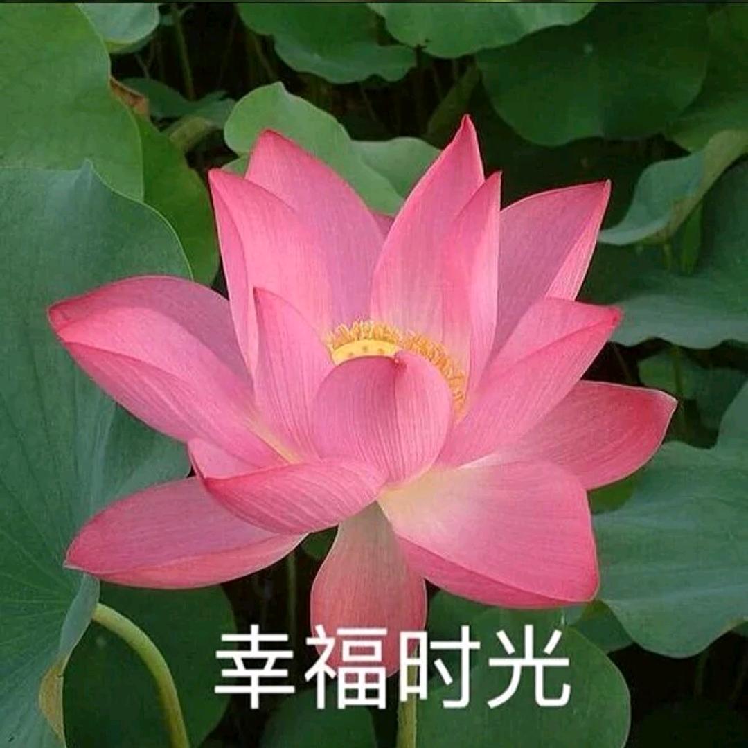 西边的月亮