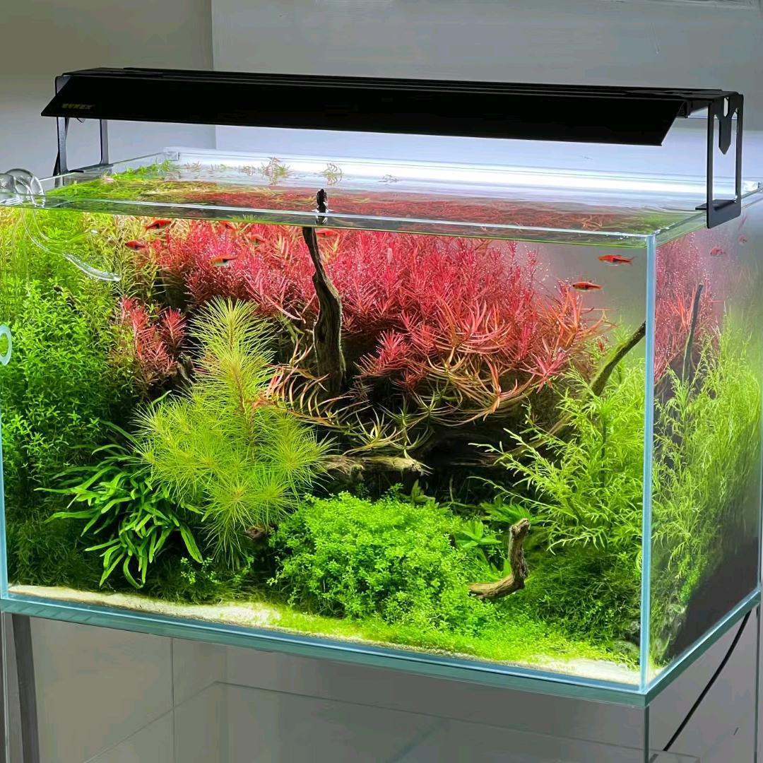 水草泡泡