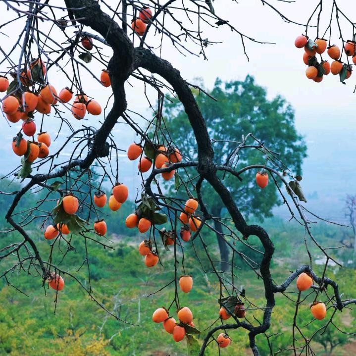 🦋࿐璃傷এ᭄ོ