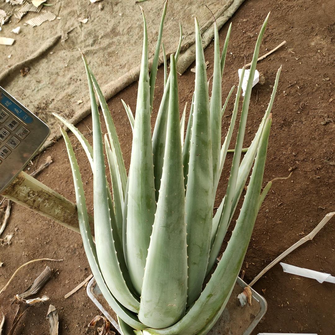 《荟=旺》