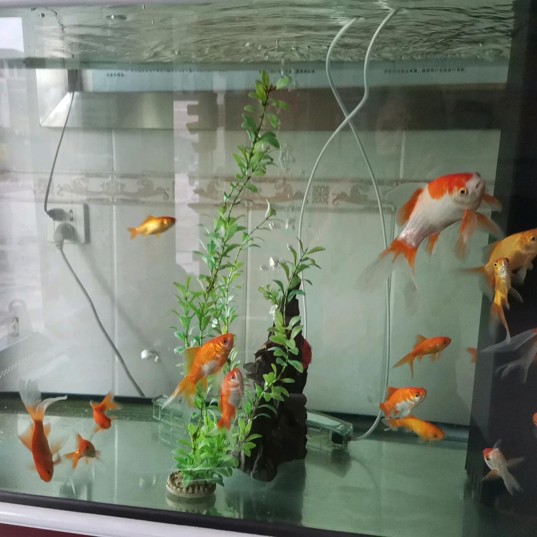 多姿多彩