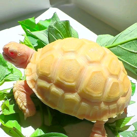 藏六龟舍