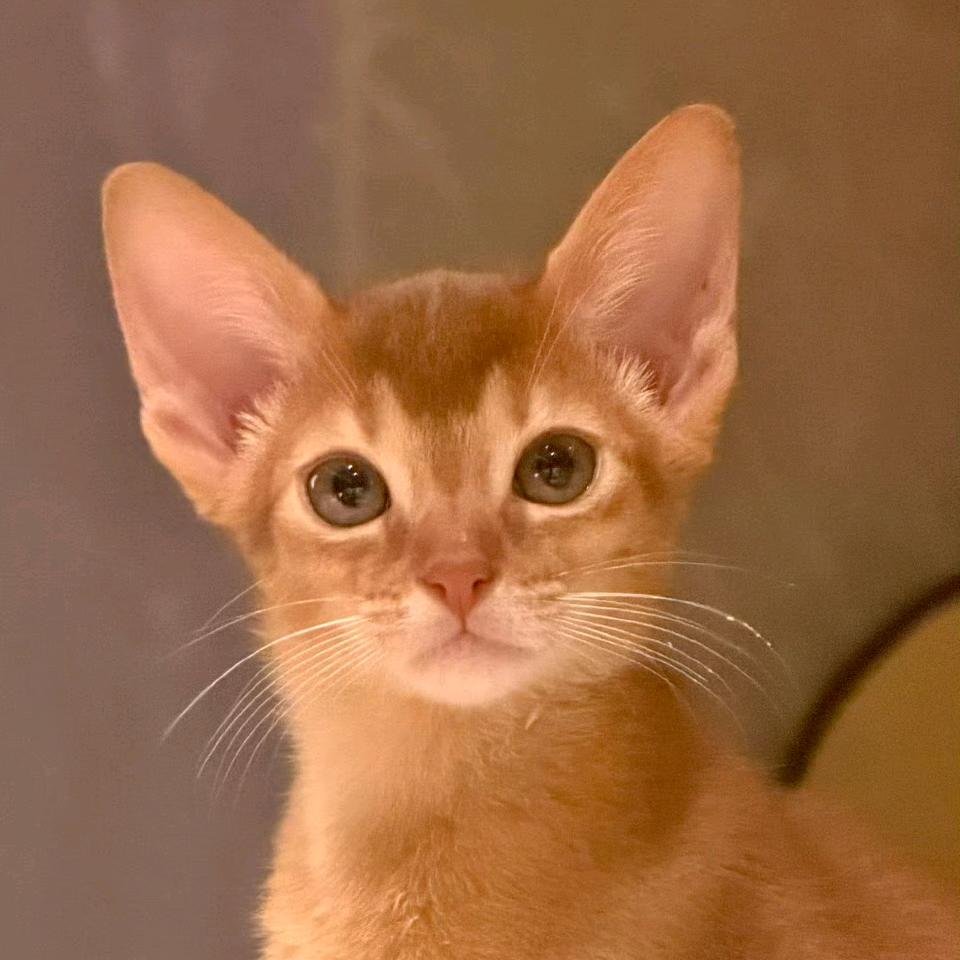 小铮得智（复活版）