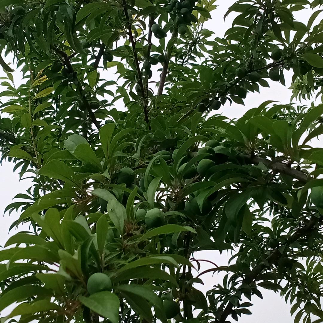 孤狼