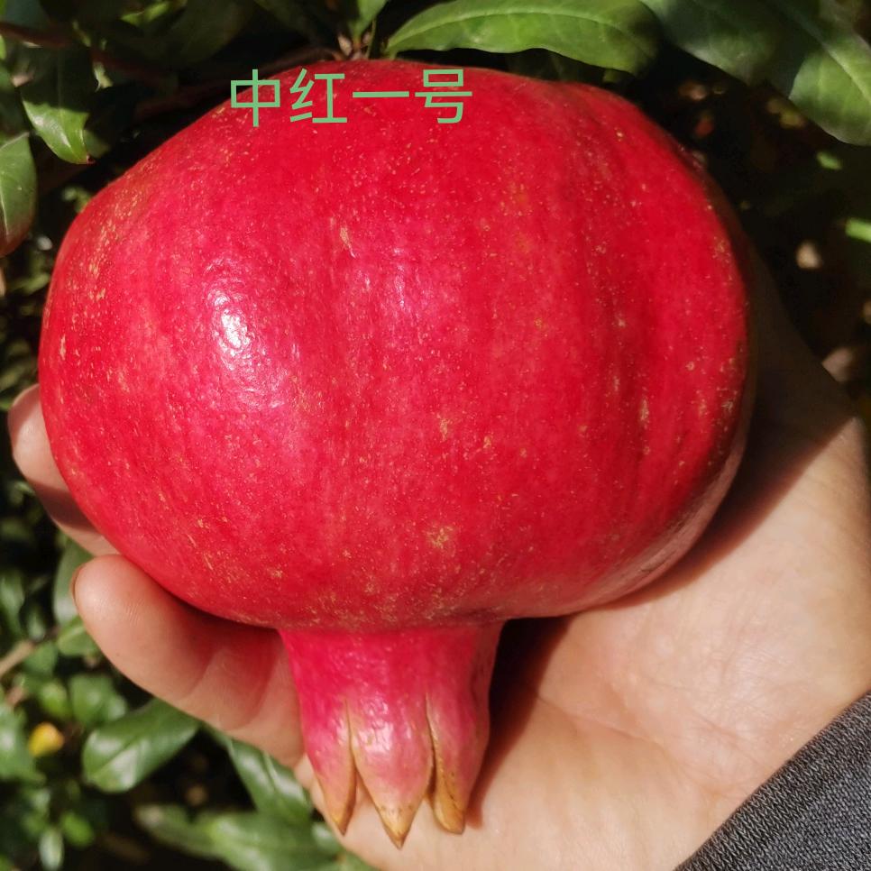 中红林果园艺