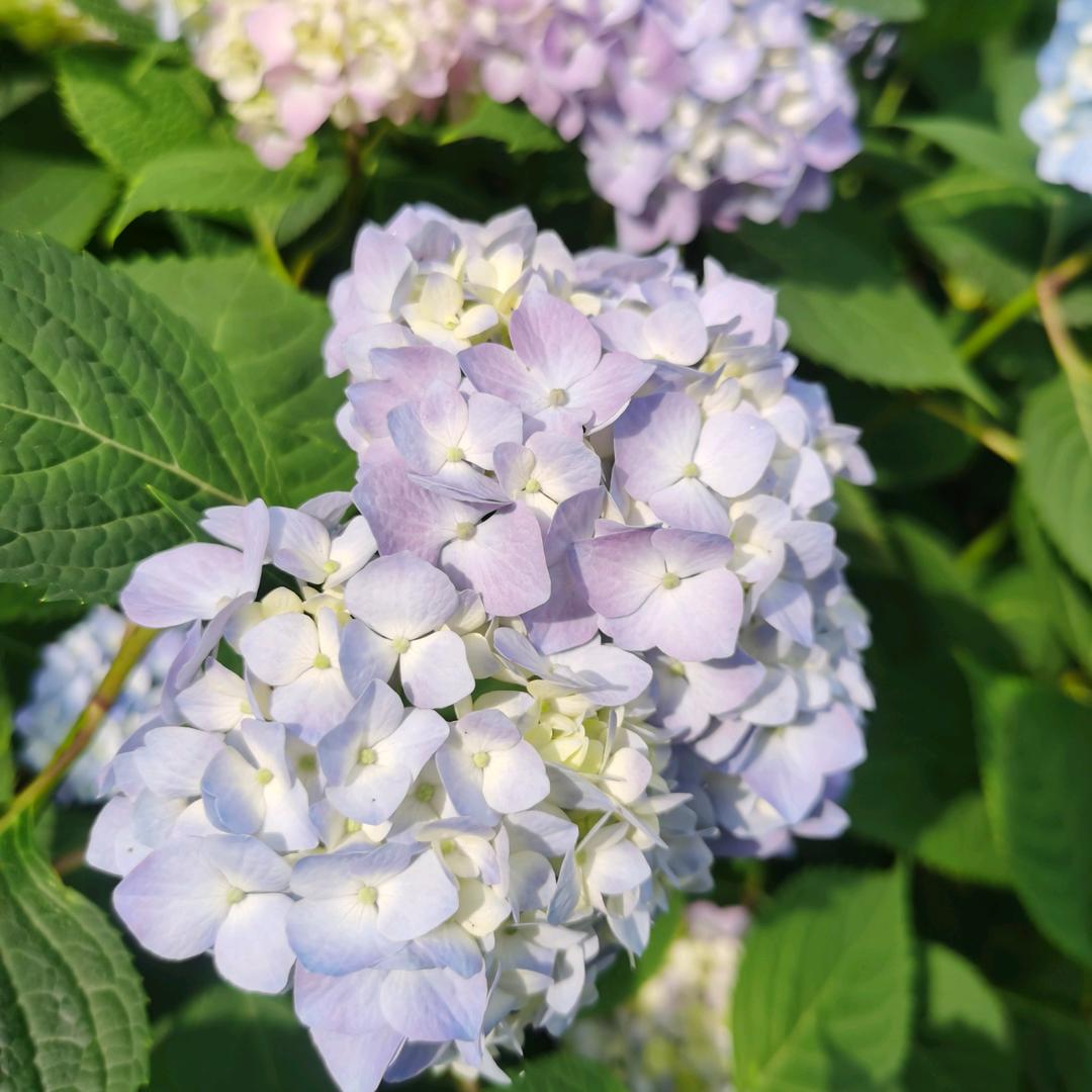 茉莉～