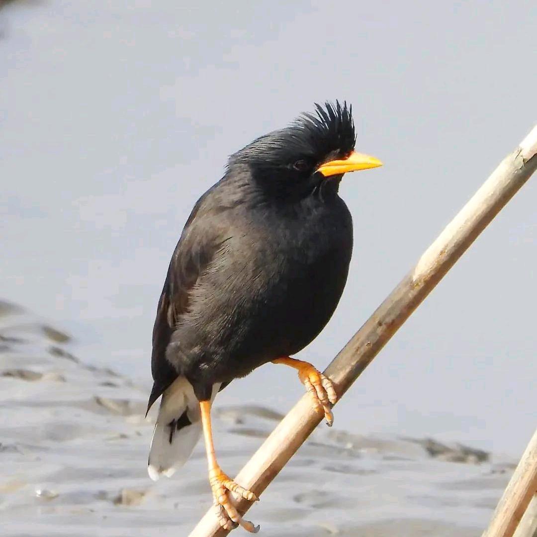 小静萌宠🍒🍒