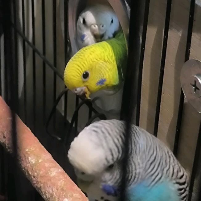 可爱Parrot