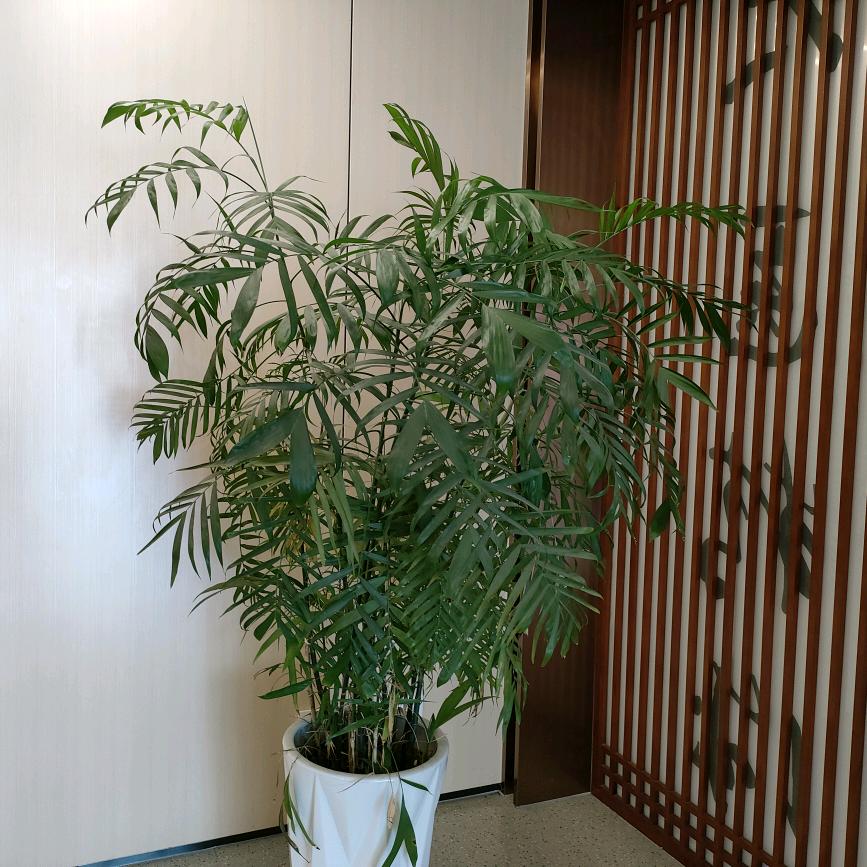🌻失意⁵²⁷