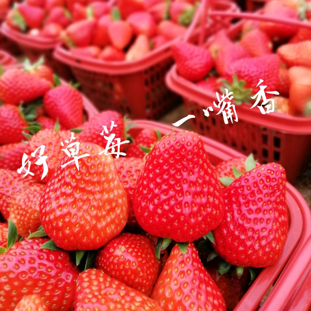 莓山剑客