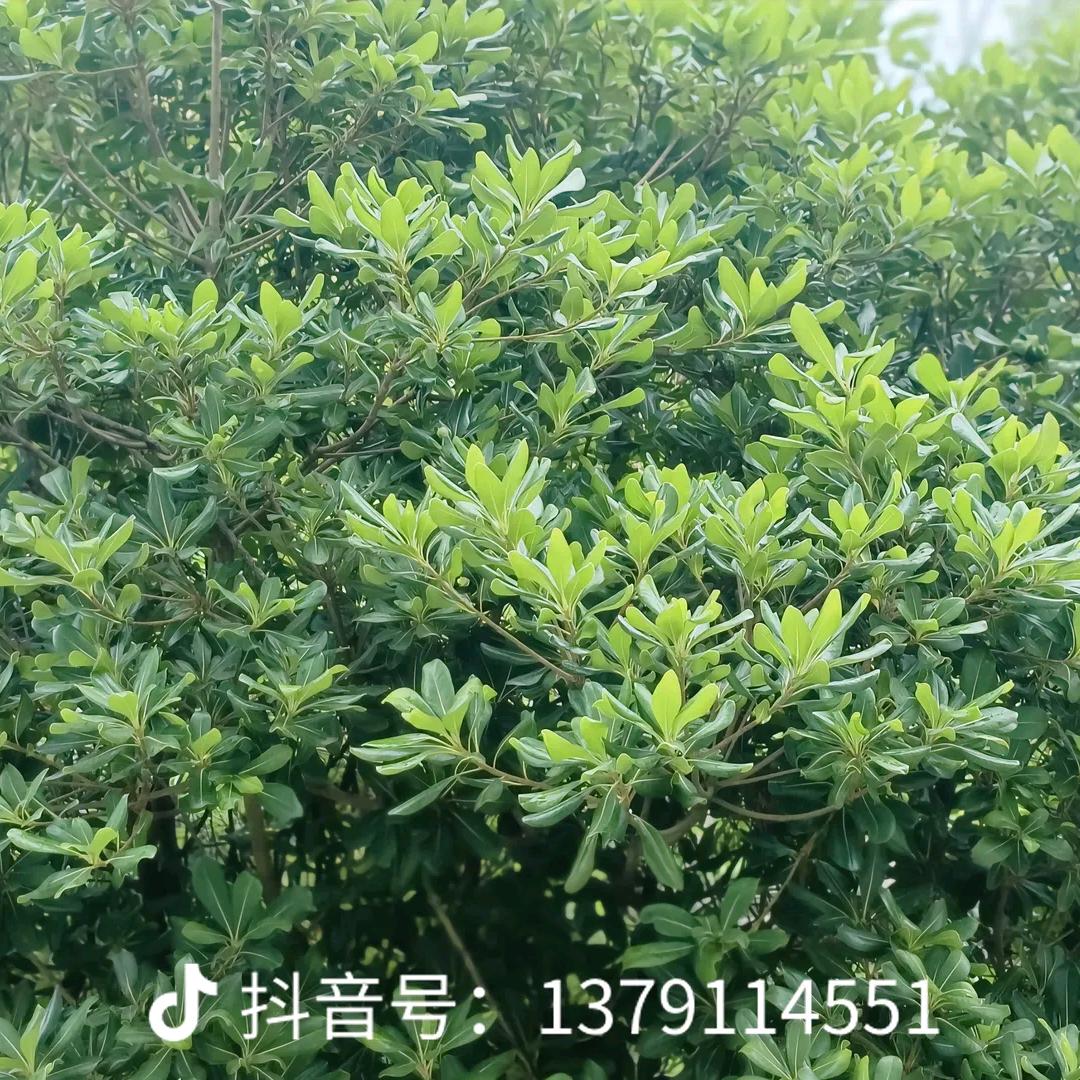 曹人漁歌