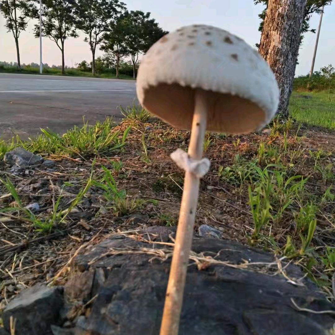 离李原上草