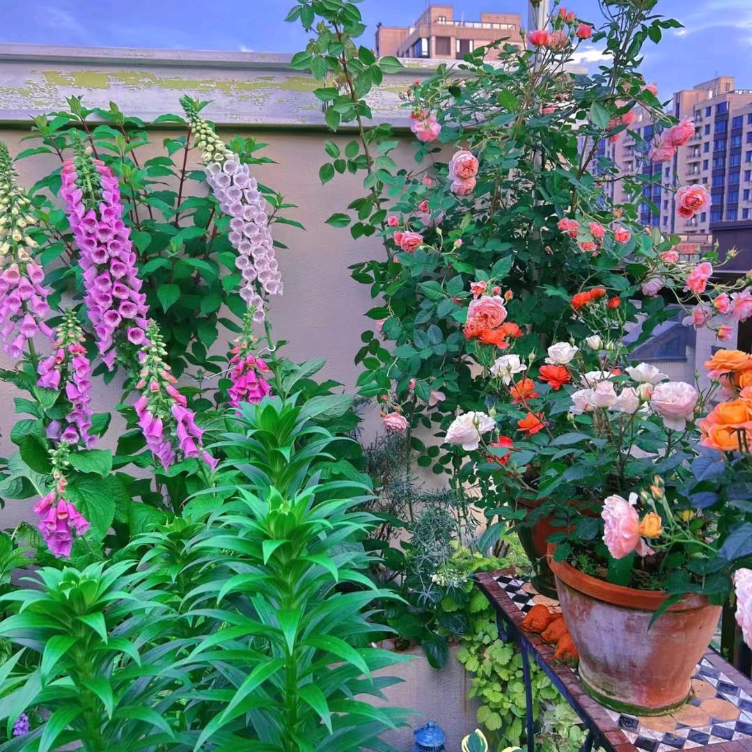 水仙花开