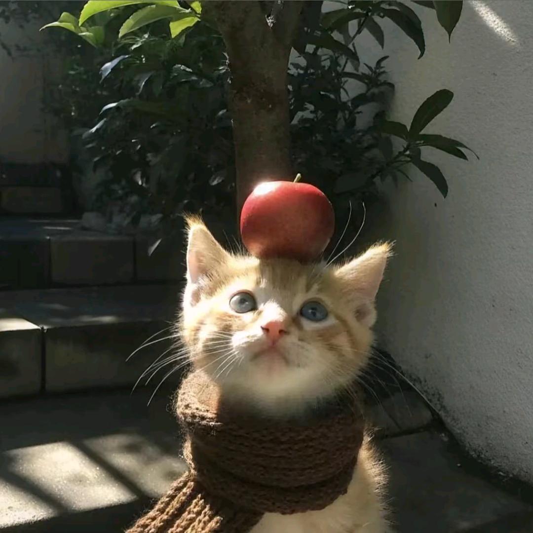 卷卷