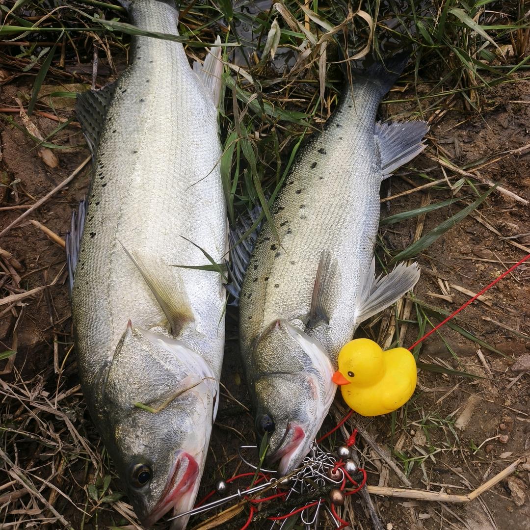路亚小杰🎣