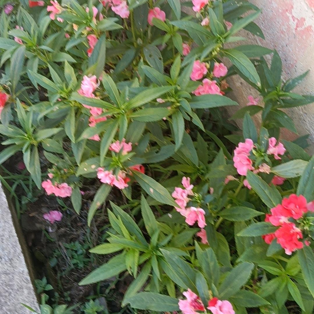 洛
