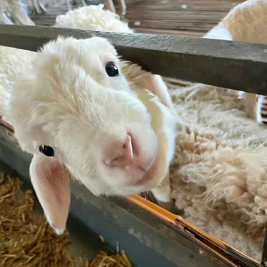 夹心子