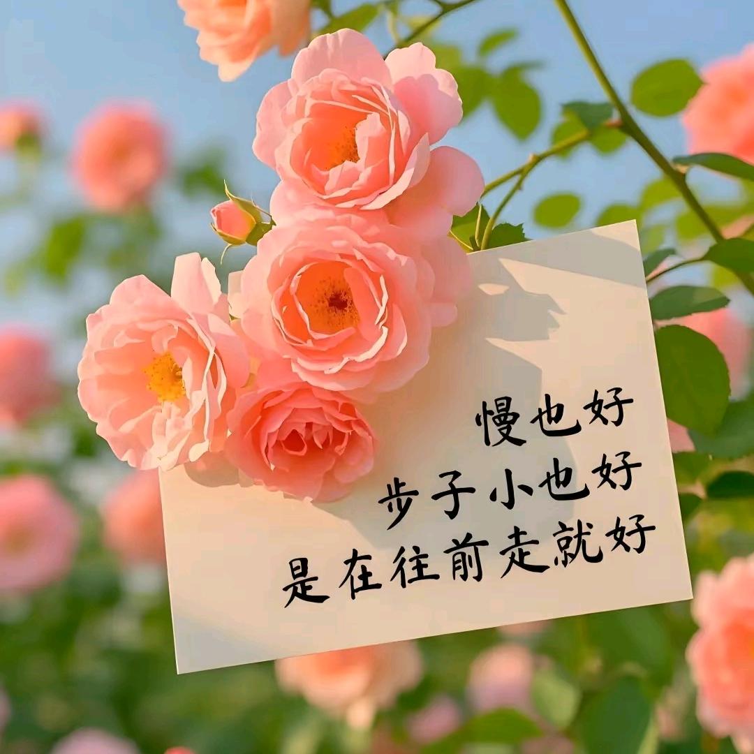 诺菲