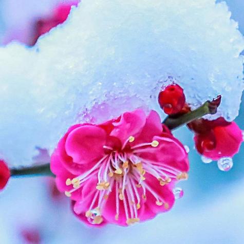 傲雪寒梅
