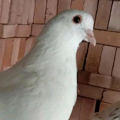 千只鸽业