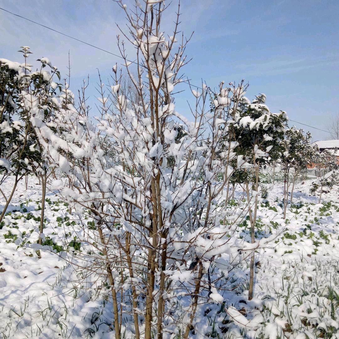 小雪❄️❄️❄️