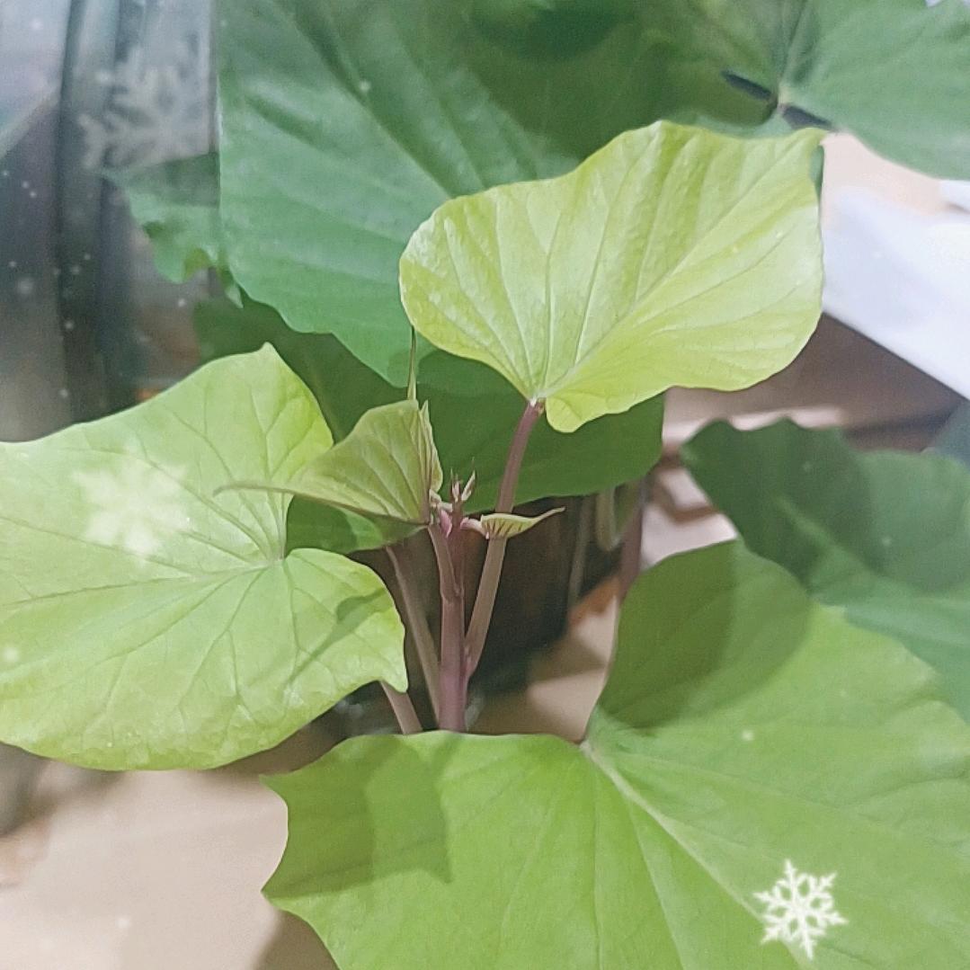 小乐好物