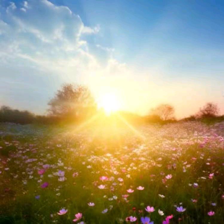 🌺ZYan花🌺