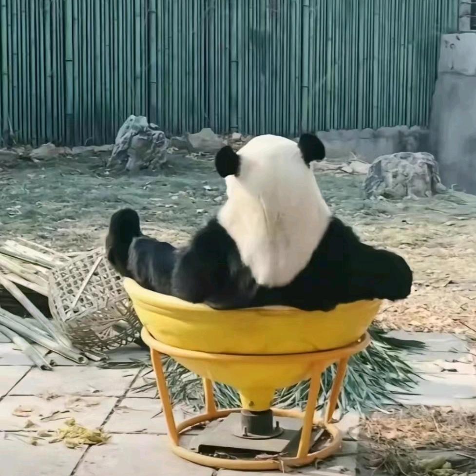 爱pd的涛