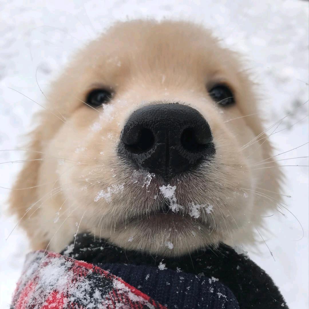 茗