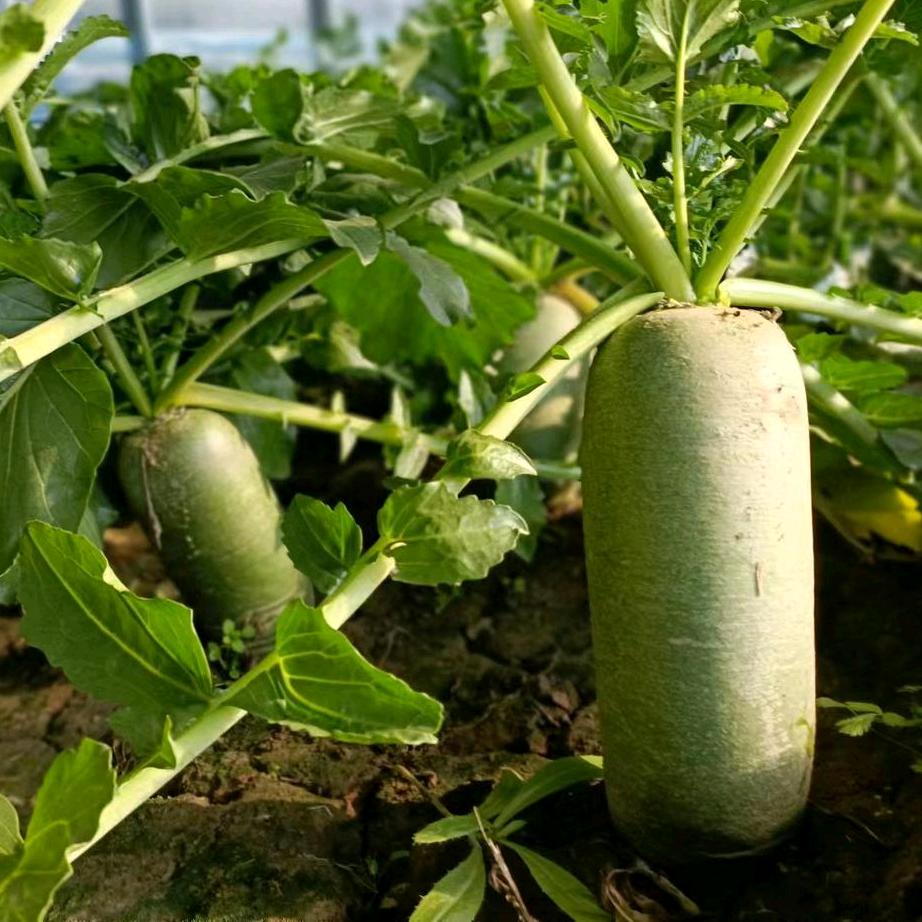 明辉沙窝萝卜（郭姐）